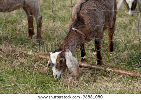 A brown goat eating with it\'s head through the fence depicting that the grass is greener on the other side