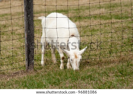A white goat eating with it\'s head through the fence depicting that the grass is greener on the other side
