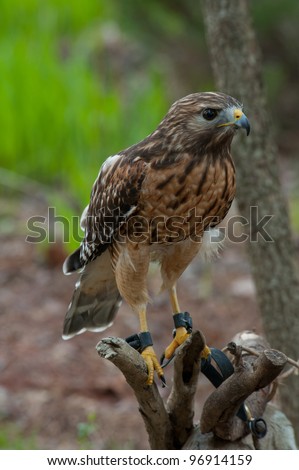 Red-shouldered Hawk tethered sitting on a branch with talons on it\'s feet.