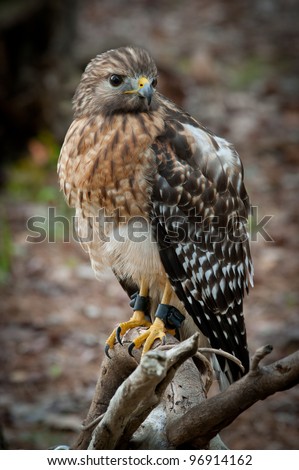 Red-shouldered Hawk tethered sitting on a branch with talons on it\'s feet.