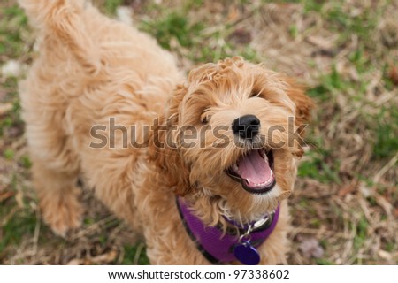 close up face shot of a mini labradoodle puppy, which is part Labrador Retriever and Poodle