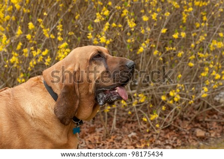 A pure bred Blood Hound dog sitting in front of a blooming forsythia bush looking to the right.