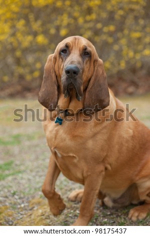 Close up image of a pure bred Blood Hound canine looking at the camera with that sad hound look holding one paw up
