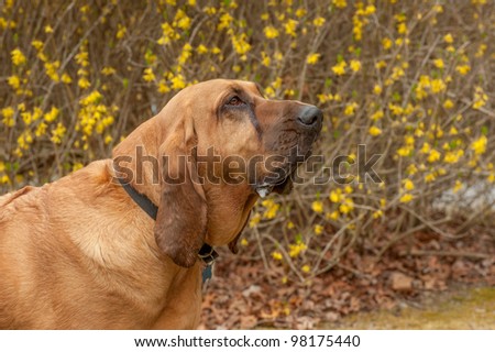 A pure bred Blood Hound dog sitting in front of a blooming forsythia bush looking to the right.