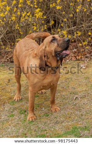 A pure bred Blood Hound dog standing in front of a blooming forsythia bush looking to the right.