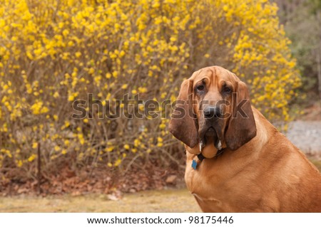 Close up head shot of a pure bred Blood Hound, originally from England. Blood Hound is looking at the camera sitting in front of a blooming bush of forsythia.