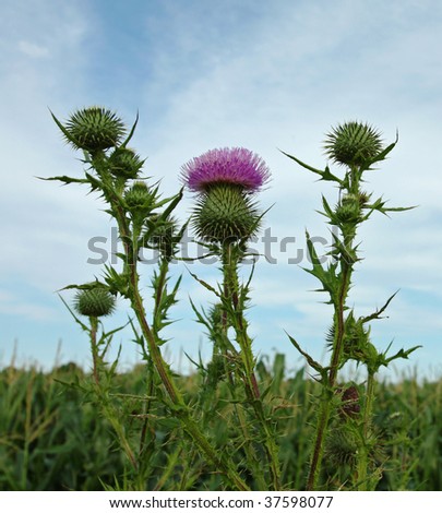 Thistle Bushes