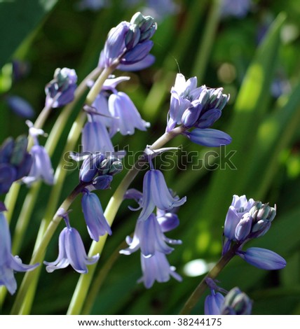Purple iris in the springtime