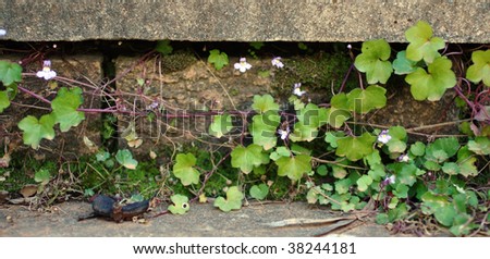 Ivy growing along cement stairs