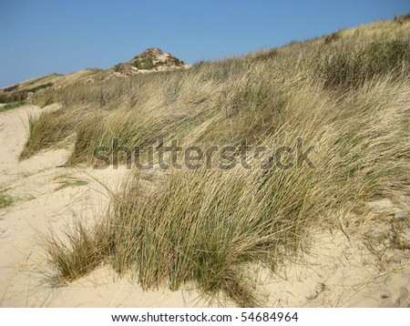 lovely dunes at the dutch northsea