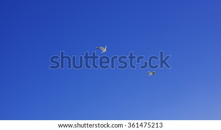Soaring birds against the blue sky closeup. Soaring seagull.