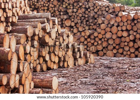 Stockpiled logs in a lumber yard
