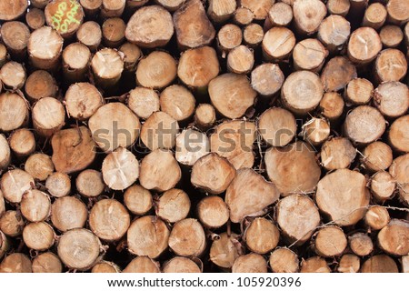 Sawed ends of logs stacked in a timber yard