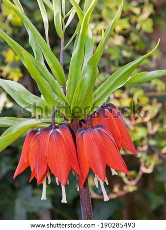 Scarlet Crown Imperial flowers (Fritillaria imperials). The plant is also known as the Royal Crown or Kaiser\'s Crown plant