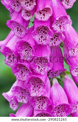 Foxglove flowers (Digitalis purpurea). The plant is used in the treatment of heart conditions and each flower is uniquely patterned. They are also known as Fairy Caps or Dogs Fingers