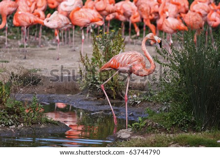 A lone Caribbean Flamingo ( phoenicopterus ruber ) stands apart from the flock