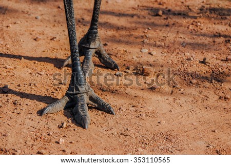 Emu (Dromaius novaehollandiae) feet with claws