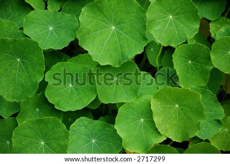 Real nature green leafs background