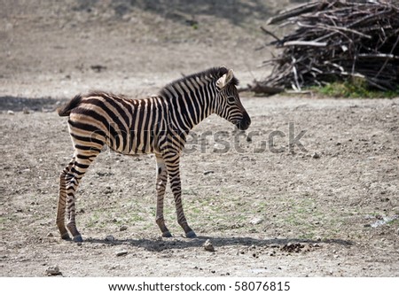 A young zebra in a shaded oasis