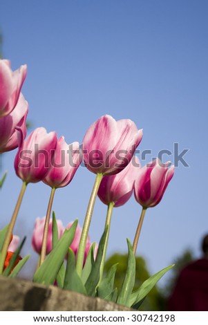 Just wanna be higher. Tulips with their slender necks give us the courage to get higher.