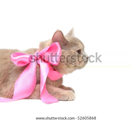 Cat Ribbon