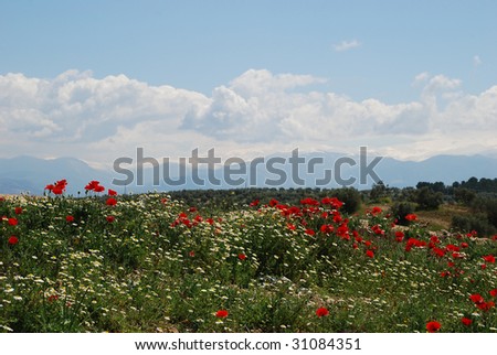 Sirra Nevada Mountains seen from Santa Fe surroundings form the hill covered with red and wite printer flowers, Clouds separate snow covered tops of Siera Nevada and the blue sky