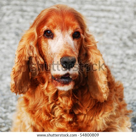 French spaniel, a beautiful dog, watching closely to the camera. Ginger color with brown eyes.