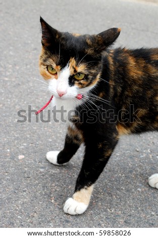A beautiful little cat walking in the street alone, with green eyes and a black orange and white fur.