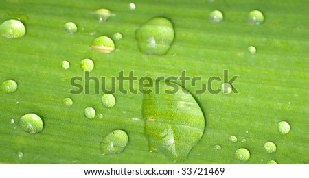 water drops on leaf detail