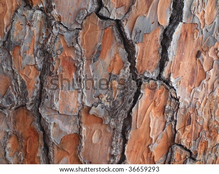 Pine tree bark texture abstract background