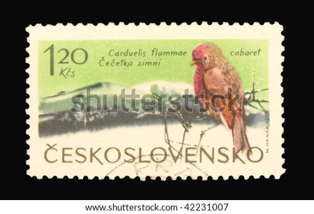 stock-photo-czechoslovakia-circa-a-stamp-printed-in-czechoslovakia-showing-linnet-circa-42231007.jpg