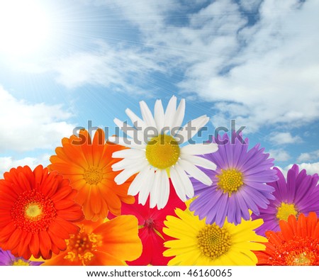 Flowers and sky