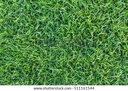 Natural green grass texture, green grass background for design. Top view of green grass for golf course and soccer field. grass “grass” “grass” “grass” “grass” grass” “grass “grass “grass “grass