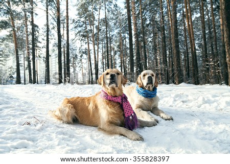 Two golden retriever lying in the snow. Clothes for dogs. Dog in the winter in warm clothes.
