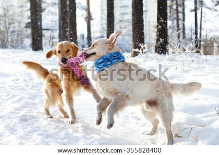 Two young golden retriever playing in the snow in the park. Clothes for dogs. Dog in the winter in the warm bright clothes.