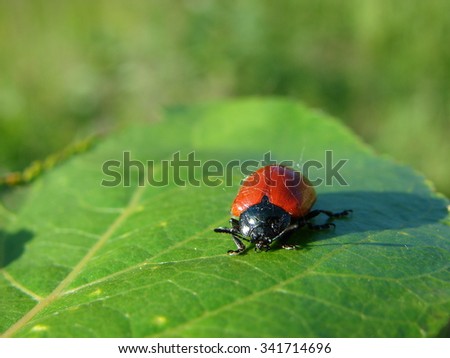red beetle in the spiderweb on a green leaf. red beetle.