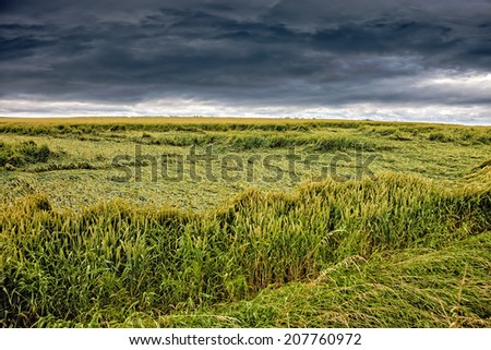 Wheat field destroyed by storm on dramatic sky.