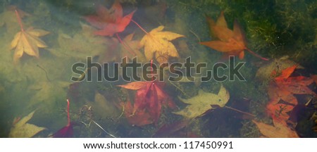 Banner image of Fallen Autumn Acer Leaves Underwater in shallow lake