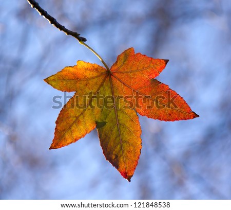 American Sweet Gum leaf in autumn, backlit by sun