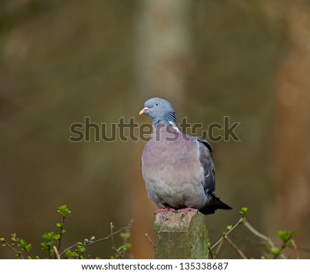 Adult Wood Pigeon on fence post