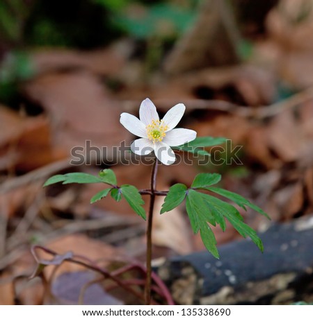 Macro shot of Wood Anemone wild flower and leaves