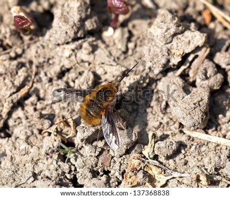Common or Dark-bordered Bee-fly resting on ground