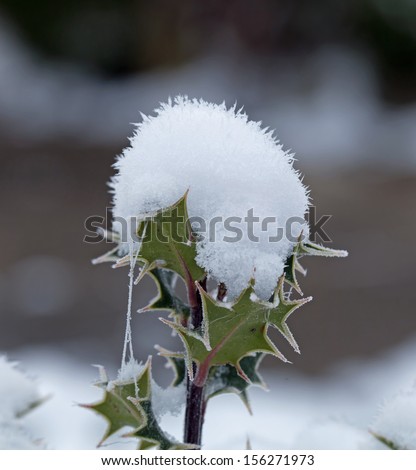 Holly branch topped with snow and cobwebs looking like a snow cone