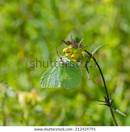 Brimstone Butterfly on Yellow Rattle
