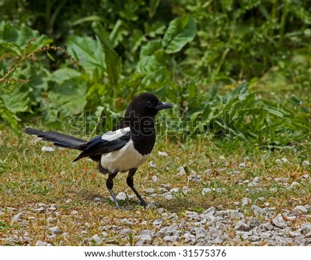 Magpie at Castle Hill