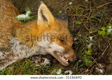 Picture Of Fox