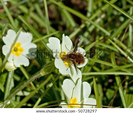 Common Bee Fly