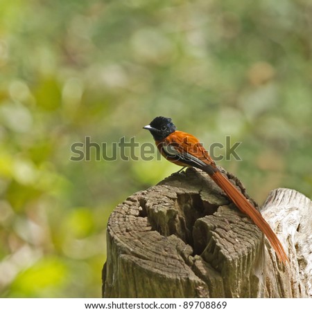 African Red Belly