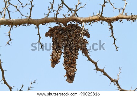 Wasp nest with different stages of larval development visible in nest cells.