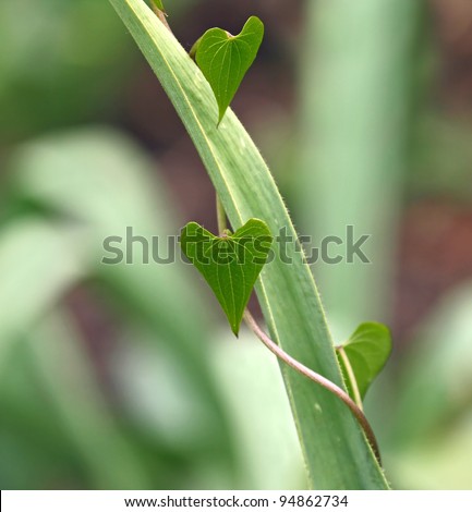 Climbing plant with heart-shaped leaves entwined around stiff upright leaf
